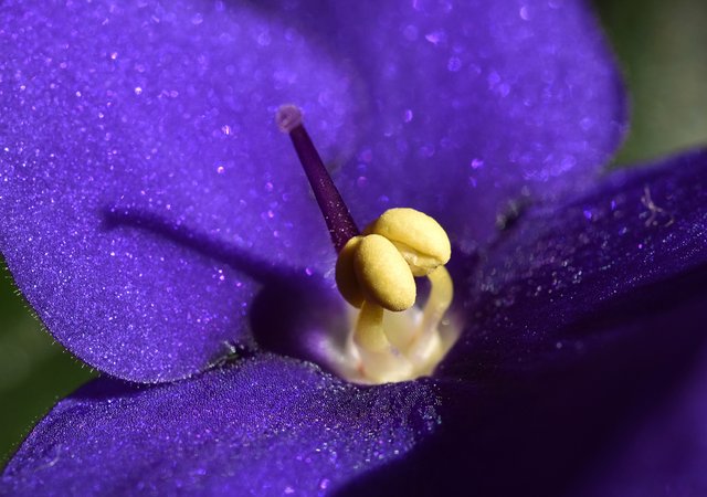 african violet navy blue macro 3.jpg