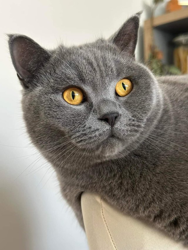 cat (4).jpg