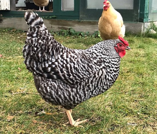 Dominique hen crop.jpg