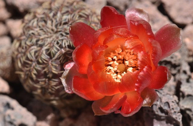 Sulcorebutia Canigueralii flower opening 1.jpg