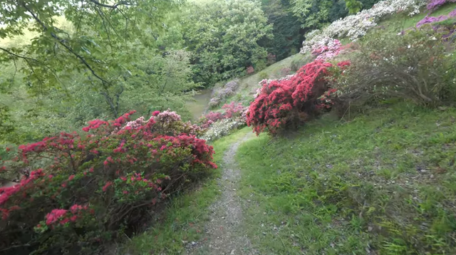 5rhododendron.png