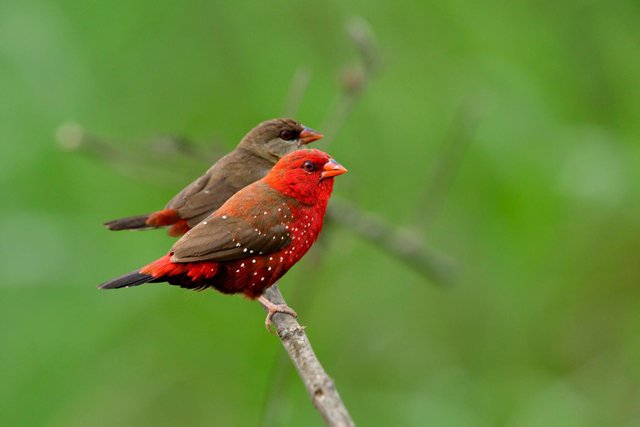 Pair of strawberry finch (7).jpg