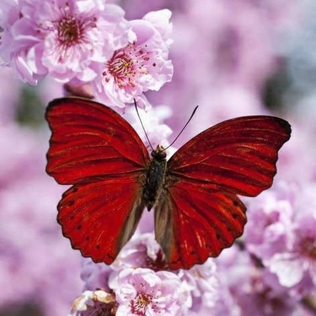 172712-Red-Butterfly.jpg