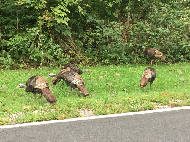 turkeys.jpg