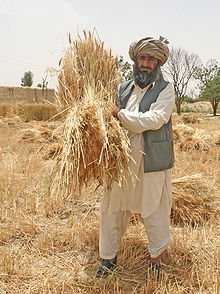 220px-Farmer_in_Pakistan.jpg