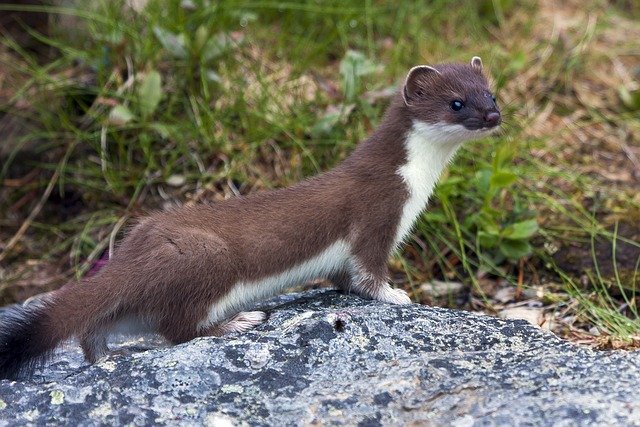 weasel-4958239_640.jpg