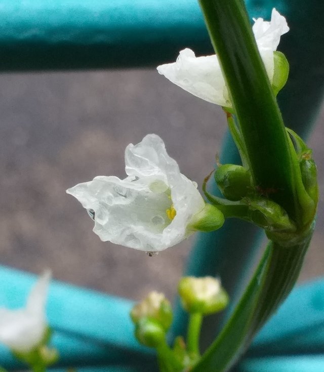 white flower4 (2).jpg