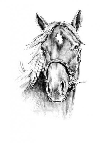 depositphotos_51133909-stock-photo-freehand-horse-head-pencil-drawing.jpg