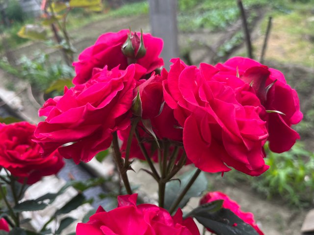 IMG_3722.jpeg