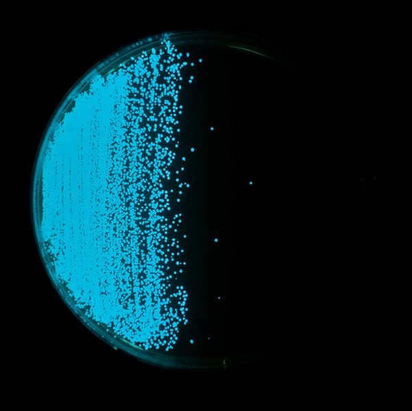 glowing-bacteria.jpg