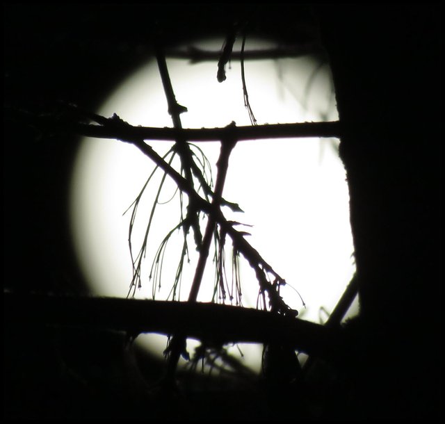 silhouette of branchs and seed stems of maples behind full moon.JPG