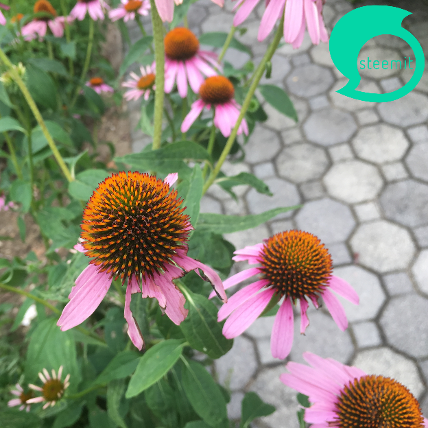 729 steem flower 1.png