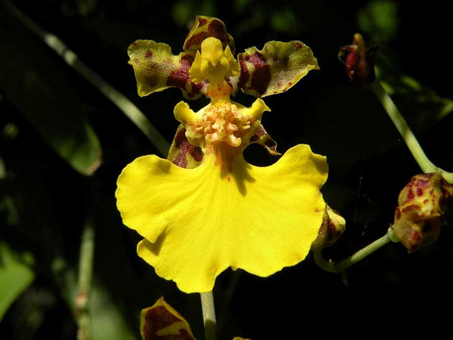 La orquídea bailarina. — Steemit