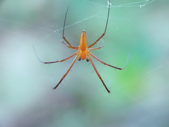 Nephila Pilipes (7).jpg