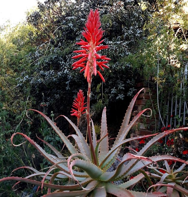 aloe arborescens.jpg