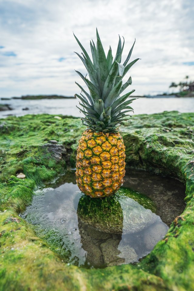 pineapple-supply-co-57242-unsplash.jpg