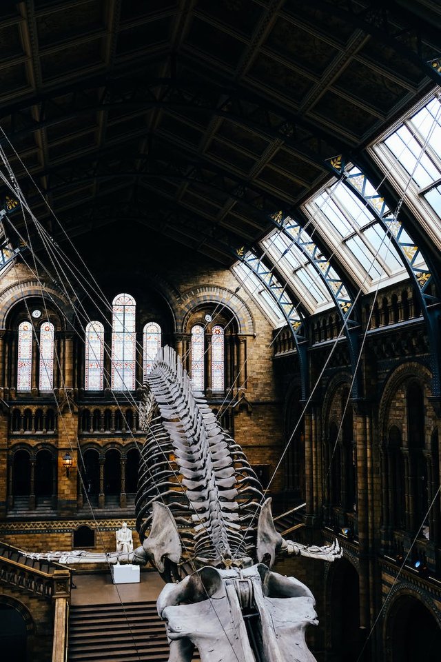 free-photo-of-dinosaur-skeleton-in-history-museum.jpeg