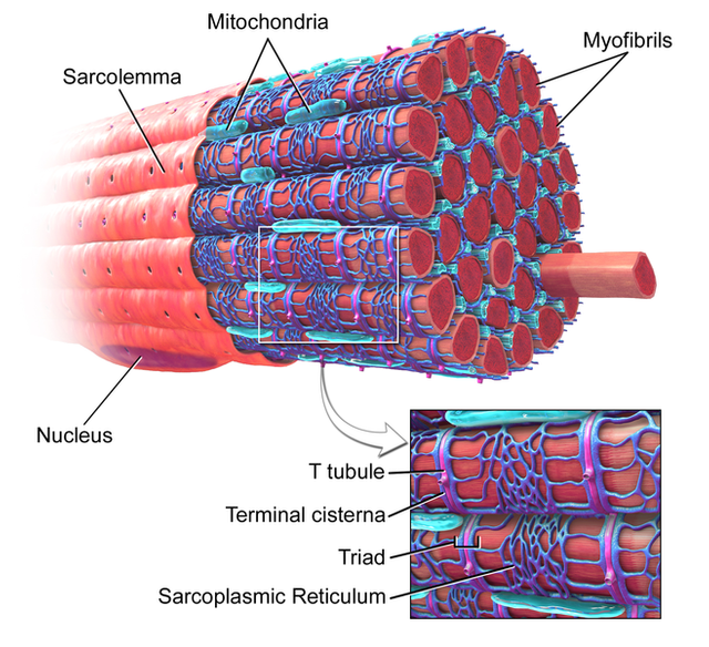 658px-Blausen_0801_SkeletalMuscle.png