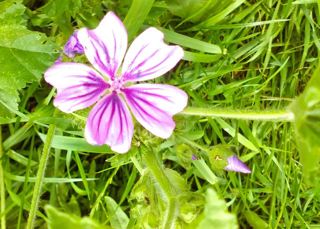 Flower Photography Close-up Open And Closed Purple Unk Flower May 28 2017.jpg