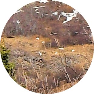 circled sheep.jpg