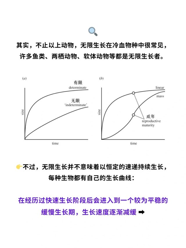 科普一分钟_你知道这些动物会“无限长大”吗❓_5.jpg