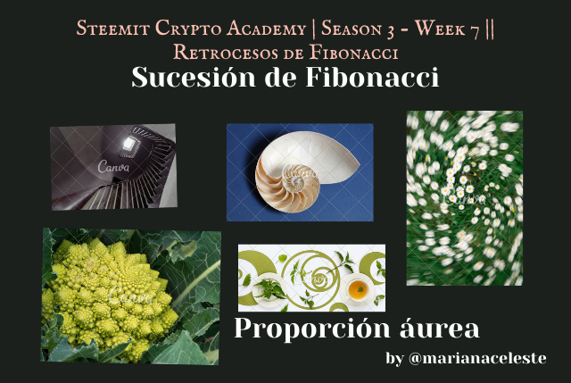 Steemit Crypto Academy  Season 3 - Week 7  Retrocesos de Fibonacci (4).png