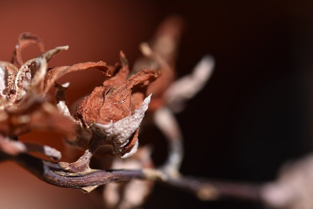 drystuff echeveria flower 1.jpg