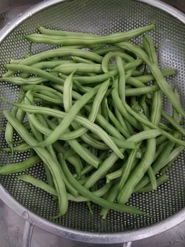 green beans garden.jpg