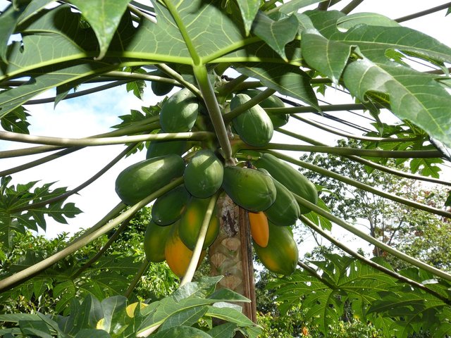 papaya-282980_1280.jpg