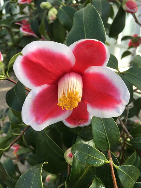 Smith Greenhouses - camillia3 red-white crop January 2020.jpg