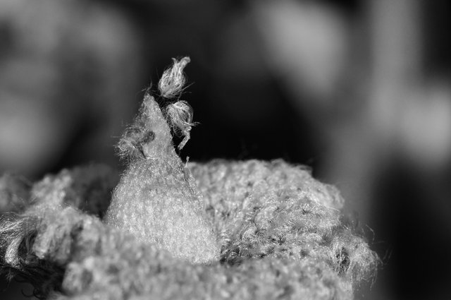 Anemone seed pod macro bw.jpg