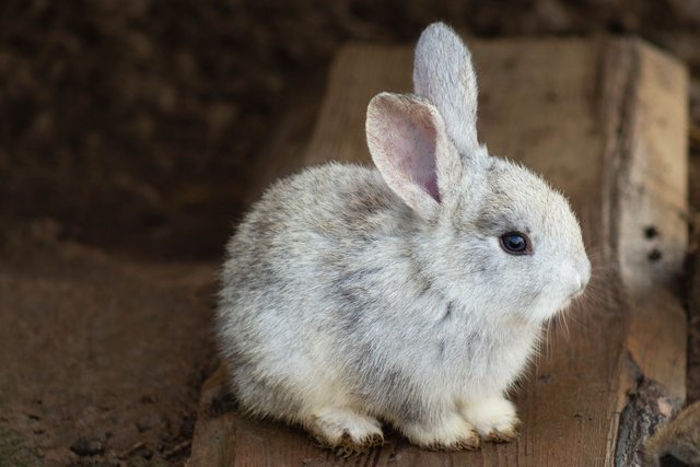 rabbit-3578422_1280.jpg