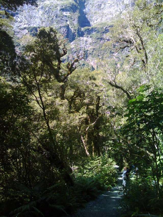 NZ forest 04.jpg
