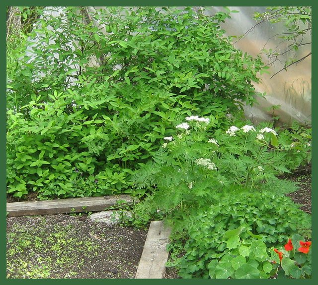 sweet cicely and nasturtiums in bloom.JPG