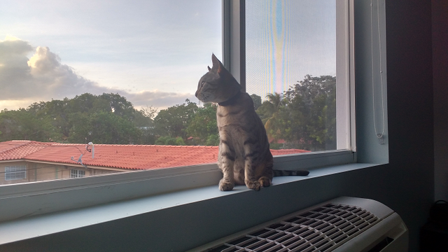 20181023_Cat Window.png