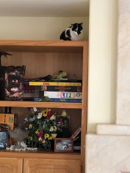 Cleo on shelf.jpg