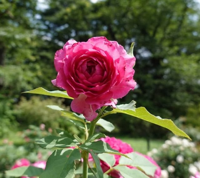 IMG_20250726_160436.jpg
