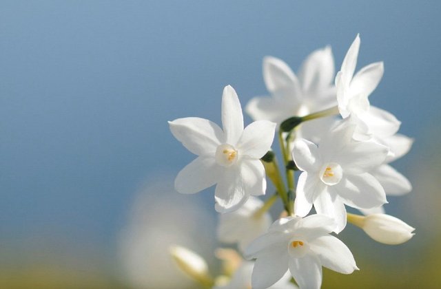 White flowers.jpg