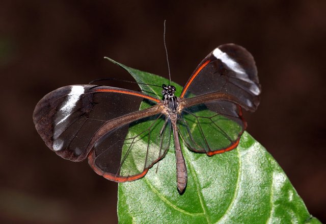 glasswing-butterfly-1-970x665-1.jpg