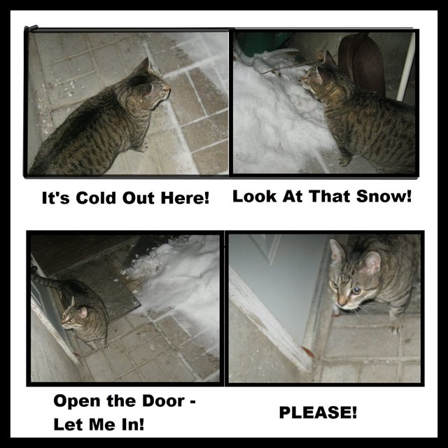 4 pictures of JJ out in cold in courtyard by door.jpg