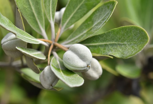 green apple plant.jpg