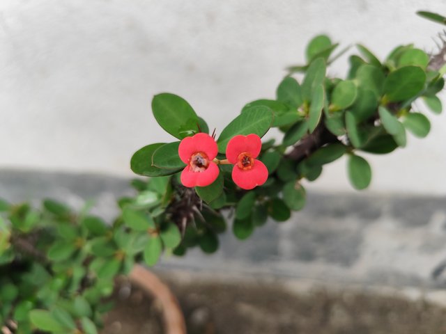 IMG_20250619_121856.jpg