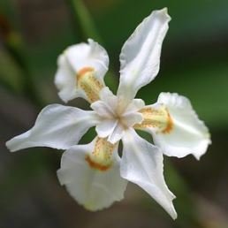 p-5148-dietes-butcheriana.jpg