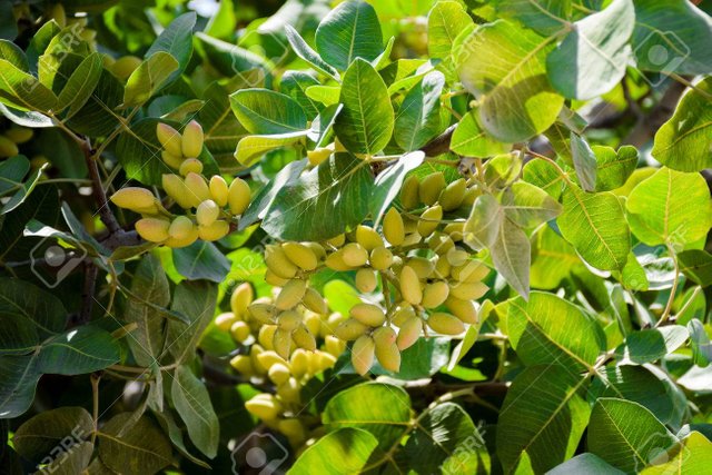 74192240-cierre-de-racimo-de-cáscaras-de-nuez-de-pistacho-verde-en-árbol-de-pistacho.jpg