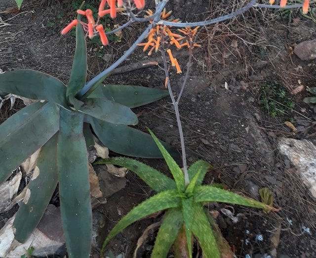 aloe zebrina2.jpg