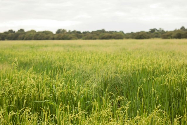 free-photo-of-view-of-a-field.jpeg