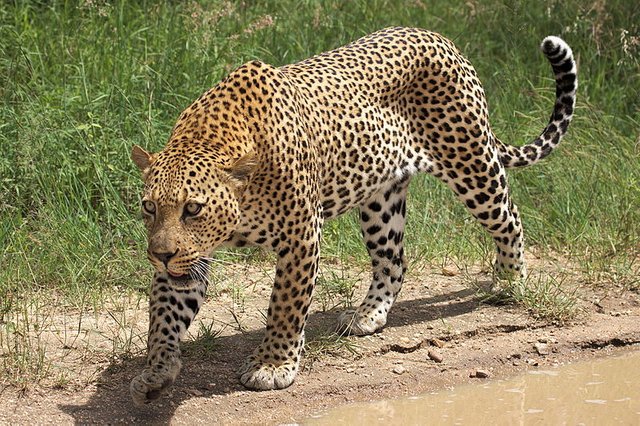 800px-African_leopard,_Panthera_pardus_pardus,_near_Lake_Panic,_Kruger_National_Park,_South_Africa_(19448654130).jpg