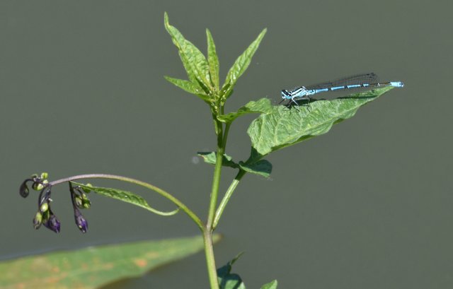 Variable damselfly blue 4.jpg