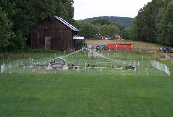 Pasture pen birds out1 crop August 2019.jpg