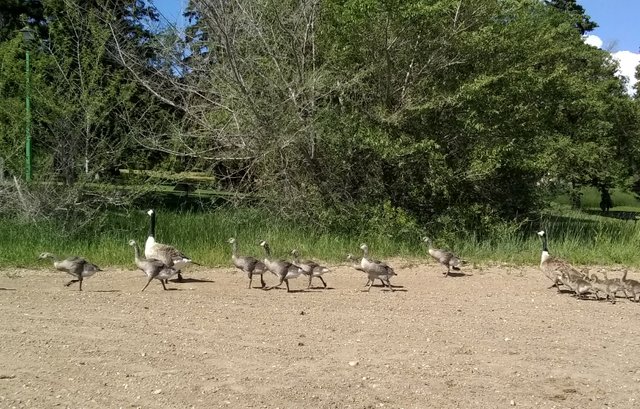 Kenosee Geese a.jpg